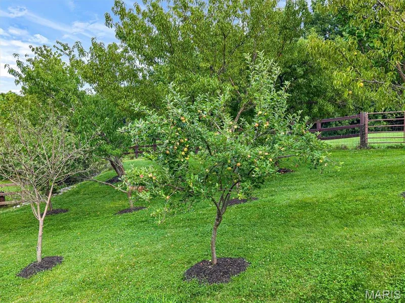 Fruit Trees — 17 West Drive, Chesterfield, MO 63017