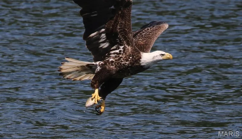 Catch the seasonal Eagles on Lake Saint Louis from your Waterfront Home and Deck Areas. — 4 Harbor Point Court, Lake St. Louis, MO 63367