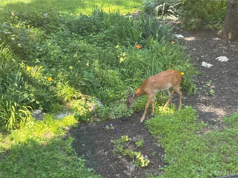 Lots of wildlife to view from the covered deck — 44 Wilderness Lane, Defiance, MO 63341