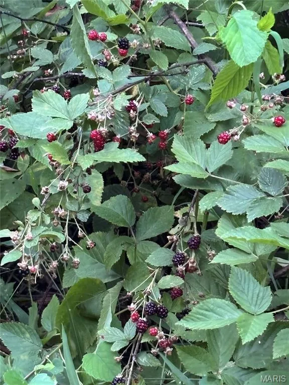 Raspberry bushes — 44 Wilderness Lane, Defiance, MO 63341