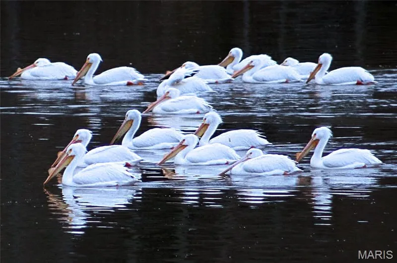 Seasonal pelicans that come through Lake Saint Louis can always be our guest. — 22 Harbor Point Court, Lake St. Louis, MO 63367