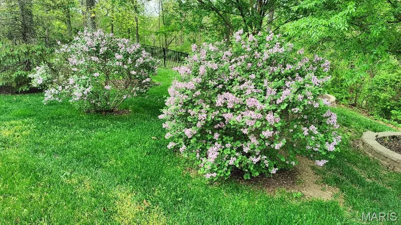 Lilacs in bloom — 311 Gateview Drive, Wentzville, MO 63385