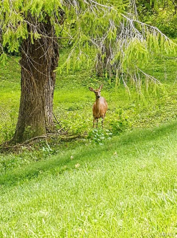 wildlife in the back yard — 1605 Ridge Bend Drive, Glencoe, MO 63038
